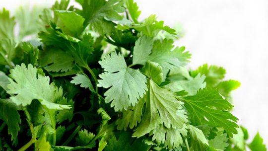 El cilantro, delicioso y saludable!