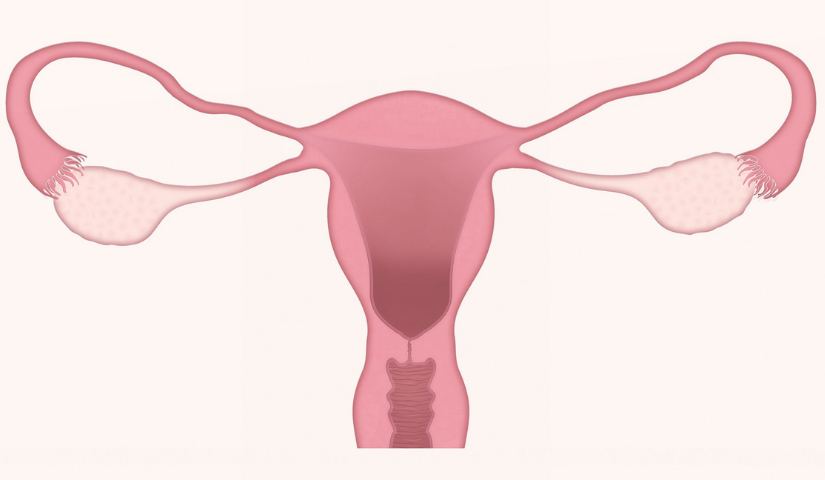 ¿Cómo y por qué ocurre la menstruación?