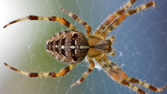 Picadura de araña casera